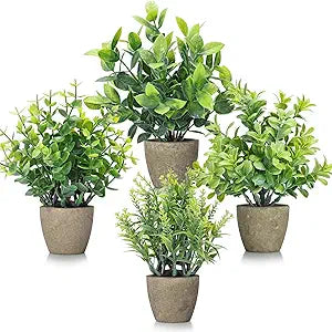 Farmhouse Plant